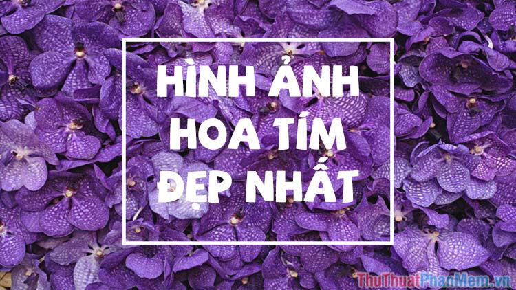 Hoa tím - Bức tranh đẹp nhất về những bông hoa màu tím