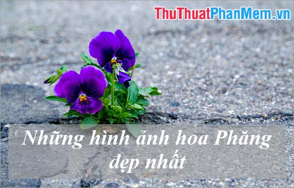 Khám phá vẻ đẹp tuyệt vời của hoa Păng-xê - Ý nghĩa đặc biệt