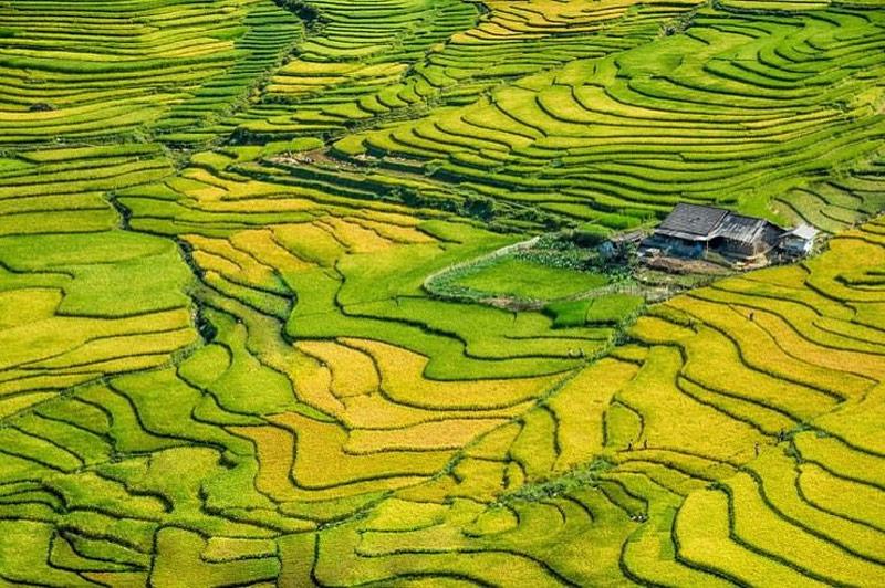 Hình ảnh ruộng bậc thang Sa Pa