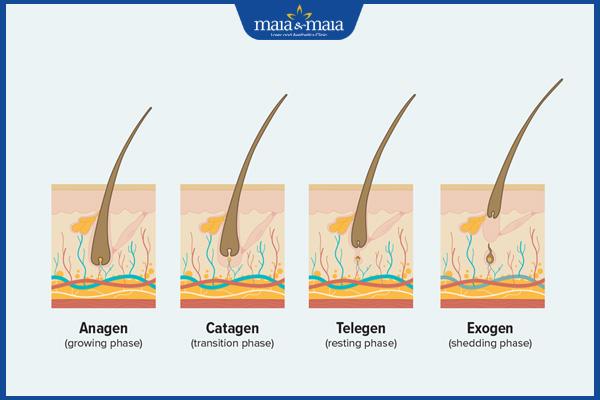 giai đoạn phát triển tóc