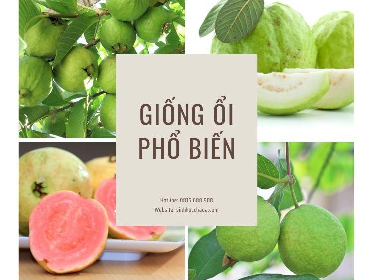 5 giống ổi phổ biến bạn nên biết