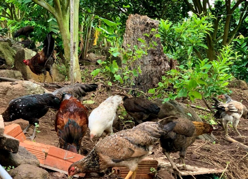 Gà đốt nguyên bản… đặc sản quen mà lạ