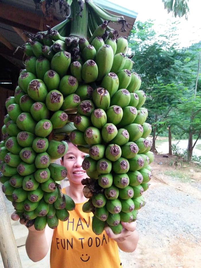 Những buồng chuối siêu lạ thu hút hàng trăm người đến xem để cầu may