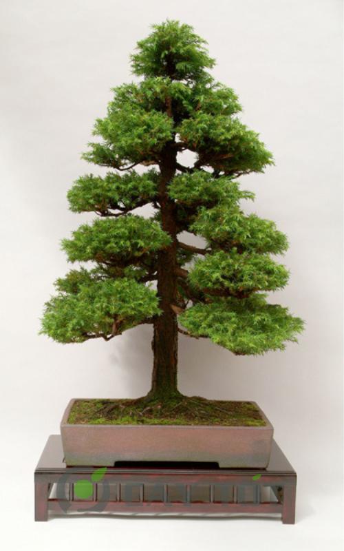 33+ Các Thế Cây Bonsai Đẹp Từ Cổ Điển Đến Hiện Đại