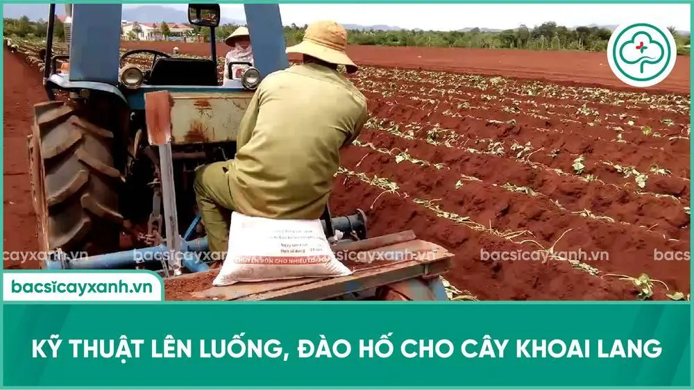 Kỹ thuật gieo trồng cây khoai lang