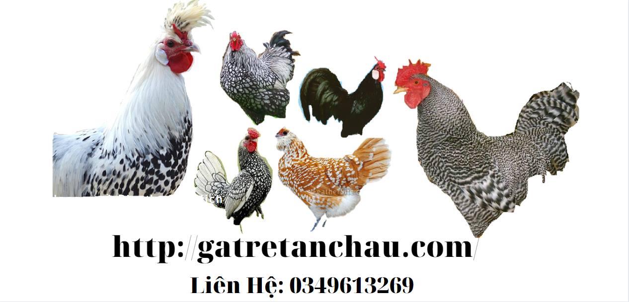 TOP 20 Gà Cảnh Đẹp HOT Nhất 2021