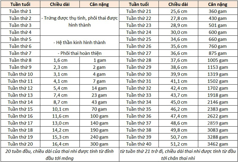 thai-36-tuan-nang-bao-nhieu-su-phat-trien-cua-thai-nhi-tuan-thu-36 1.jpg