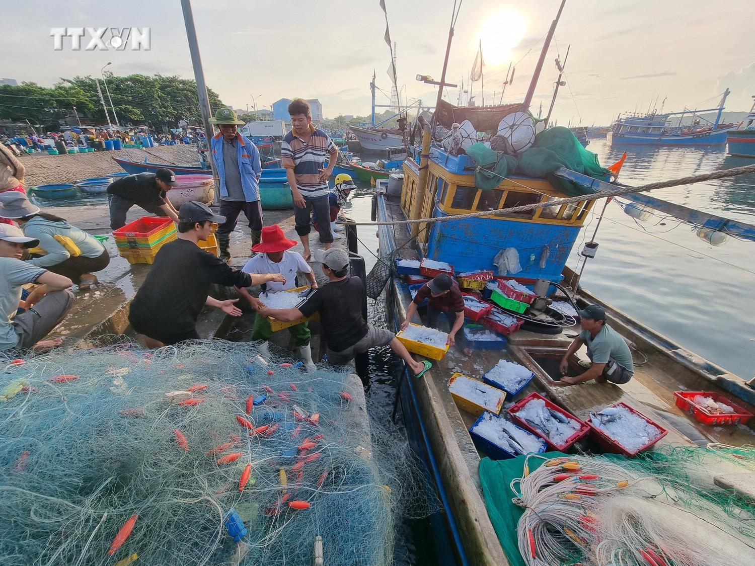 Ngư dân vươn khơi khai thác vụ cá Nam