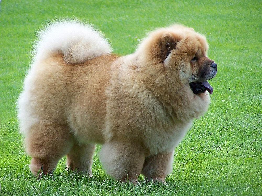 15 chó Chow Chow thuần chủng thông minh khoẻ đẹp