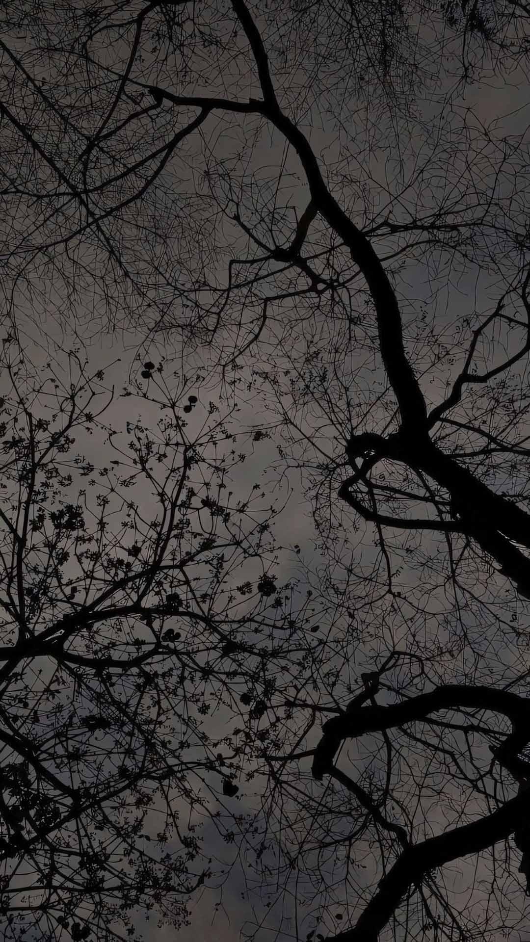 41.000+ Ảnh Cây Cối Buồn ???, Hoa Buồn, Hoàng Hôn Và Bầu Trời