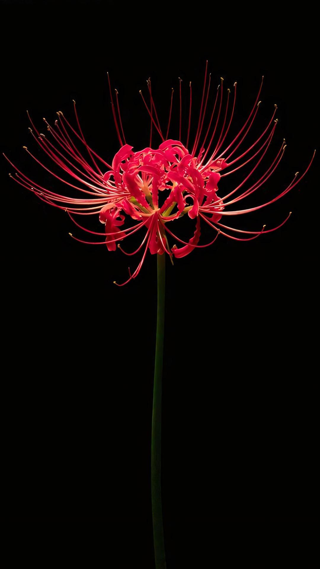 9900+ Ảnh Hoa Bỉ Ngạn Buồn ??, Mạn Châu Sa, Ảnh Ý Nghĩa Từng Màu Hoa Bỉ Ngạn