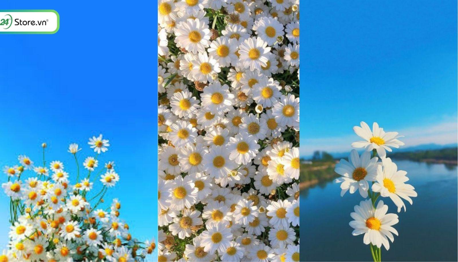 399+ Hình Nền Hoa Cúc ĐẸP NHẤT, 4K, Tải Miễn Phí, Chất Lượng