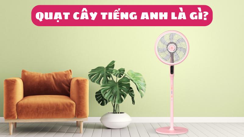Quạt cây tiếng Anh là gì? Các từ vựng liên quan