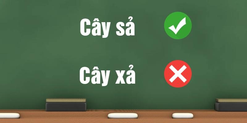 Cây sả hay cây xả: Tên gọi chuẩn của loại cây gia vị quen thuộc