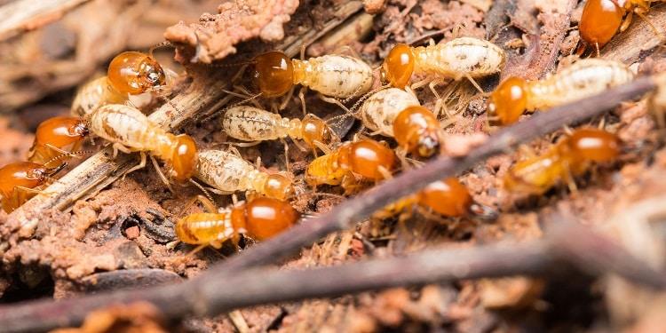 Diệt mối tiếng Anh là gì? Cách diệt mối hiệu quả và chi phí hợp lý