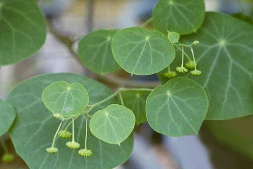 Vị thuốc phòng kỷ: Những điều cần biết