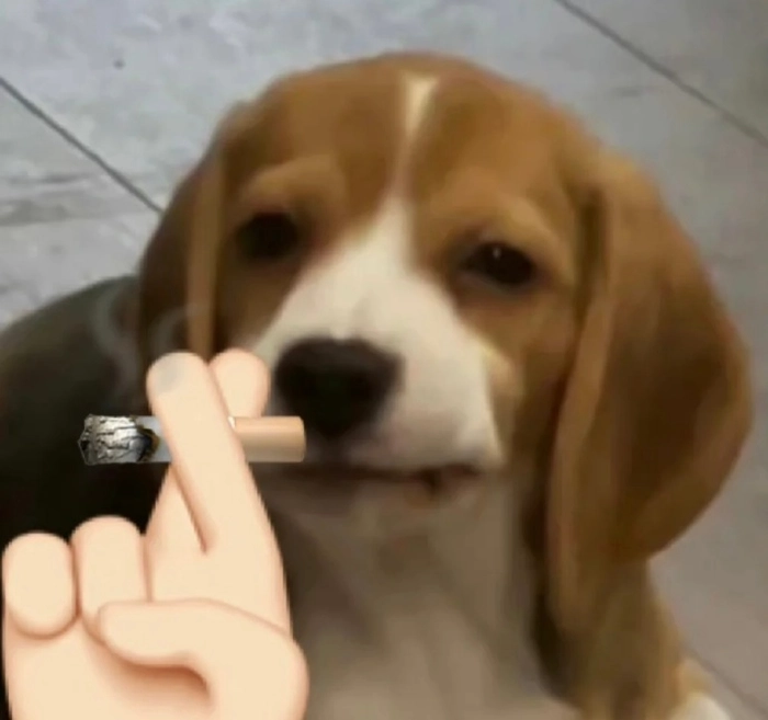 Meme con chó giơ tay siêu hài khiến ai nhìn cũng bật cười