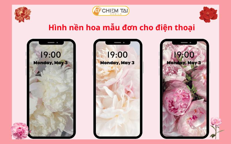 199+ Hình nền hoa mẫu đơn FULL HD 4K thu hút chất lượng tải miễn phí