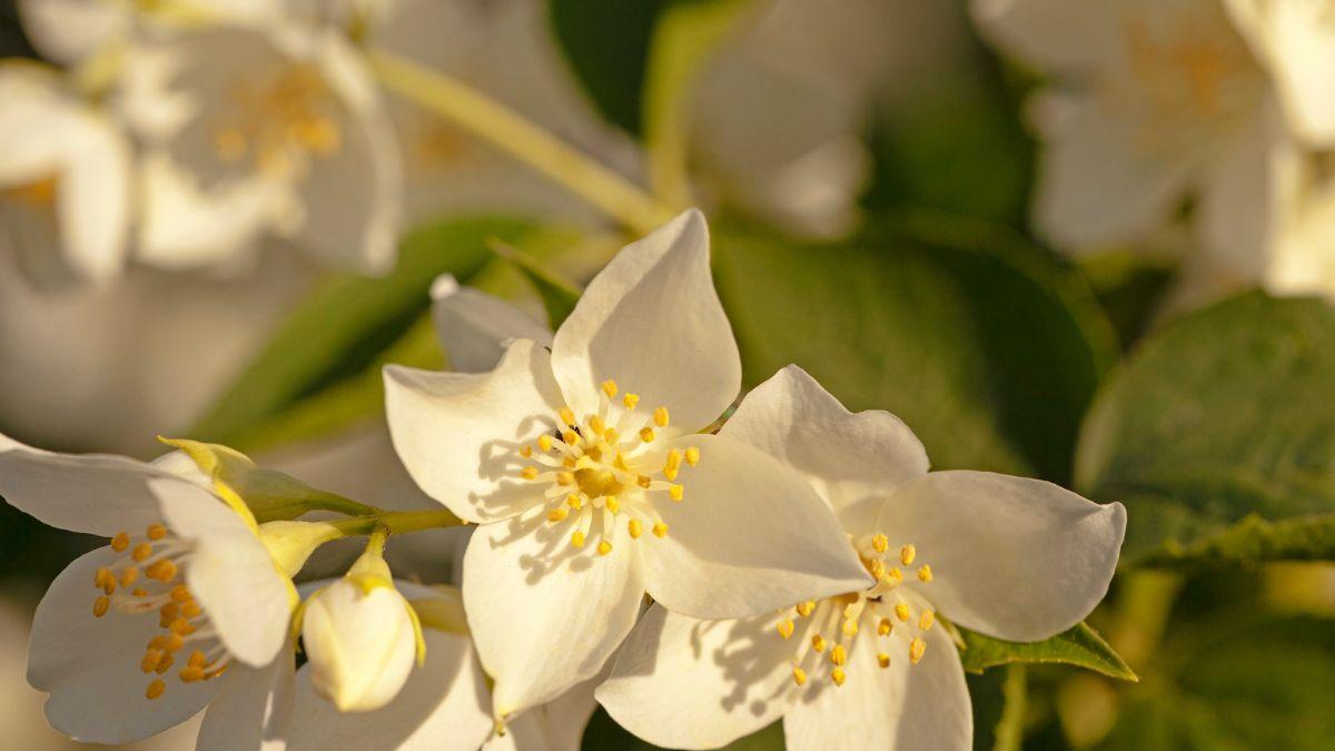 50+ hình nền hoa Nhài đẹp 4K cho điện thoại, máy tính