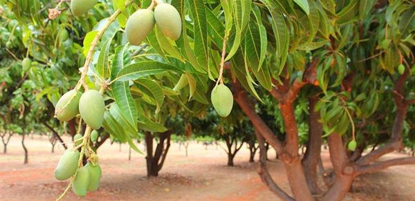 Lập dàn ý cho bài văn miêu tả cây xoài lớp 4