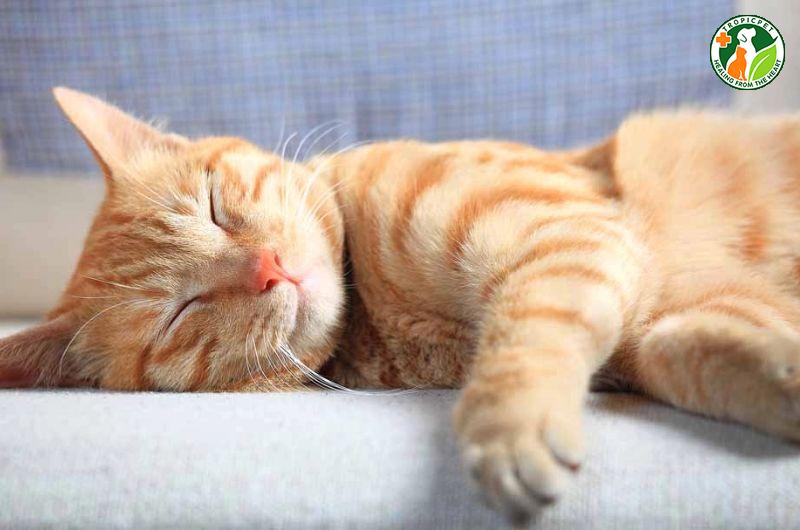 Dáng ngủ của mèo nói lên điều gì? 9 tư thế ngủ phổ biến ở mèo