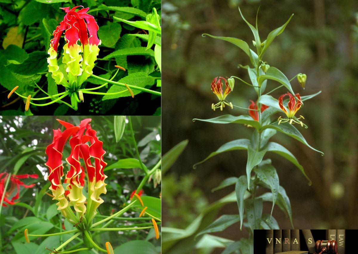 Cây Ngọt Nghẹo (Cây Nghẽo Nghọt) – Những cây thuốc và vị thuốc Việt Nam – Đỗ Tất Lợi