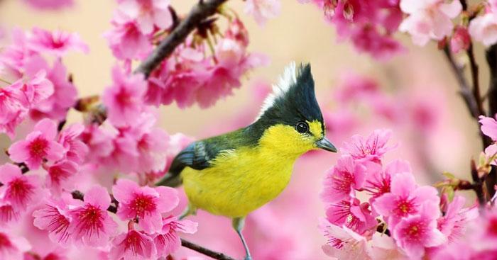 Phân tích khổ 2 và 3 bài thơ Mùa xuân nho nhỏ (Sơ đồ tư duy)                                   4 Dàn ý & 15 mẫu phân tích khổ 2, 3 Mùa xuân nho nhỏ