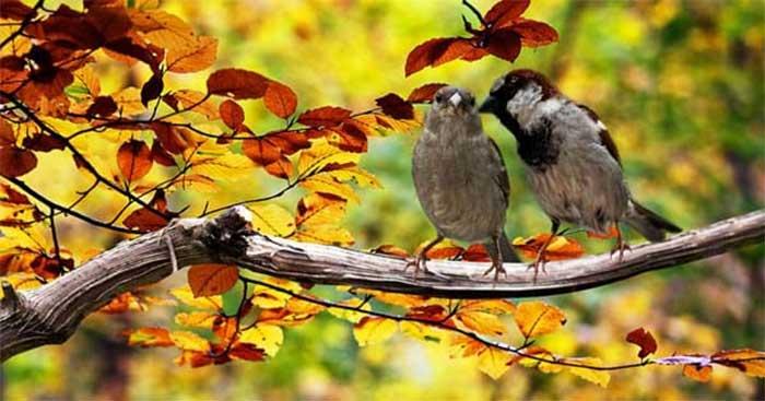 Văn mẫu lớp 9: Phân tích khổ cuối bài Sang thu của Hữu Thỉnh (Sơ đồ tư duy)                                   2 Dàn ý & 6 bài văn mẫu lớp 9 hay nhất