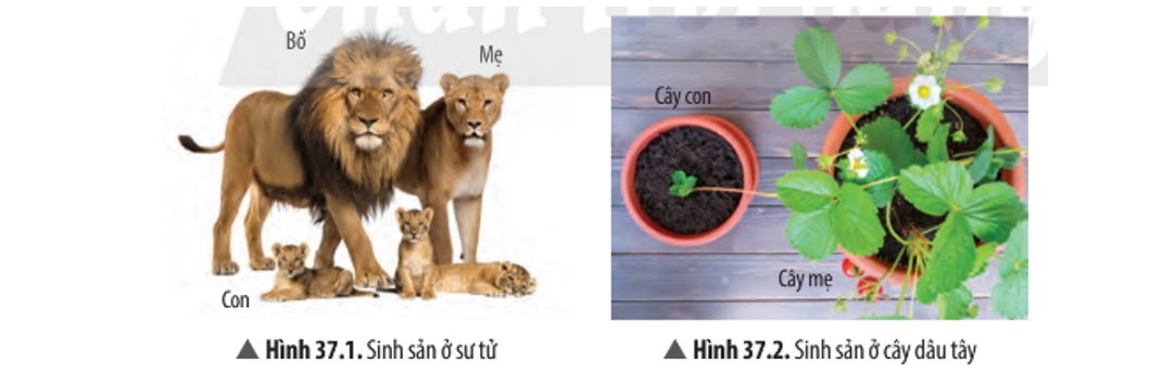 Lý thuyết sinh sản ở sinh vật - Khoa học tự nhiên 7 Chân trời sáng tạo