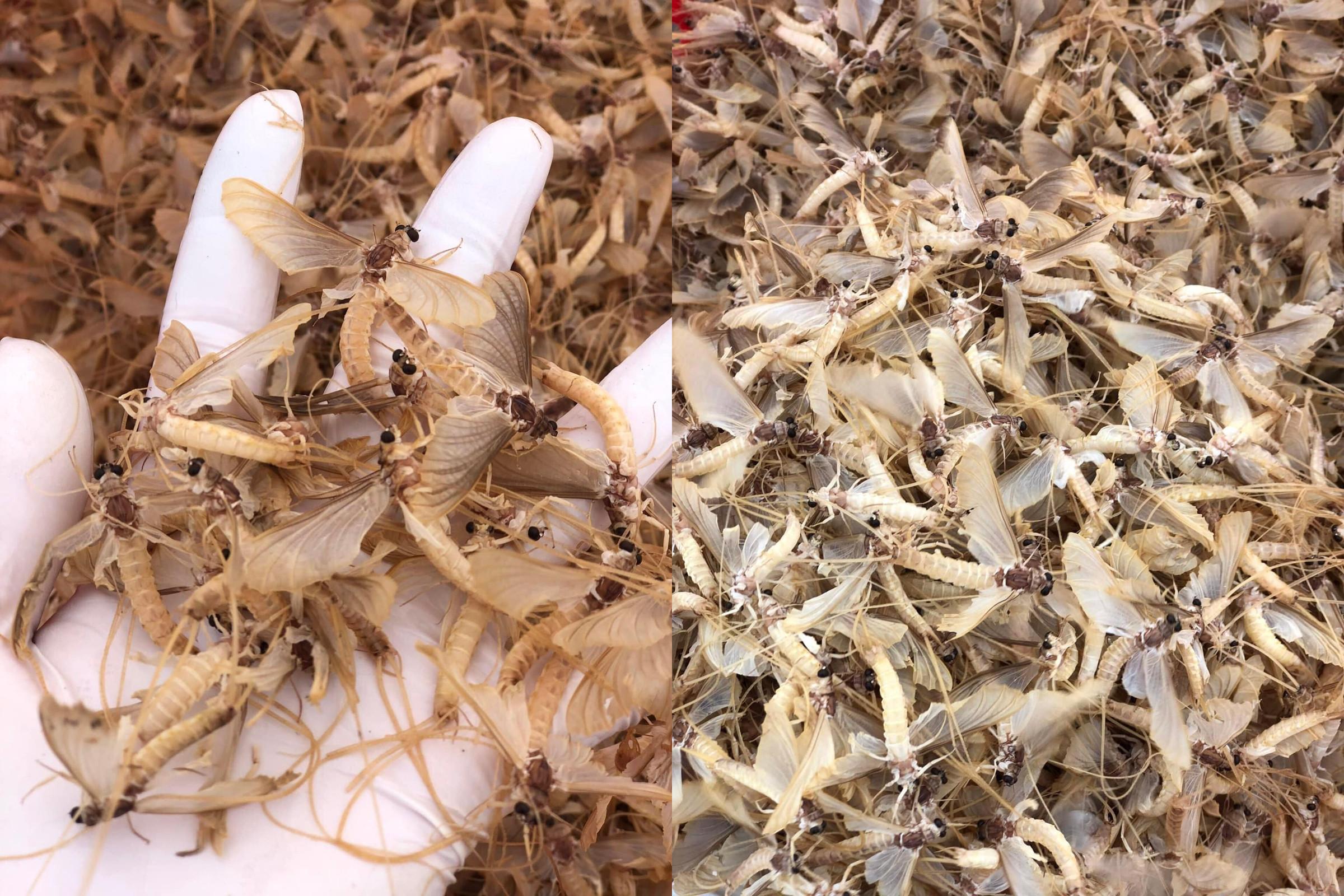 Loài côn trùng sống vài giờ, mỗi năm chỉ có một lần thành đặc sản bạc triệu ở Hà Nội