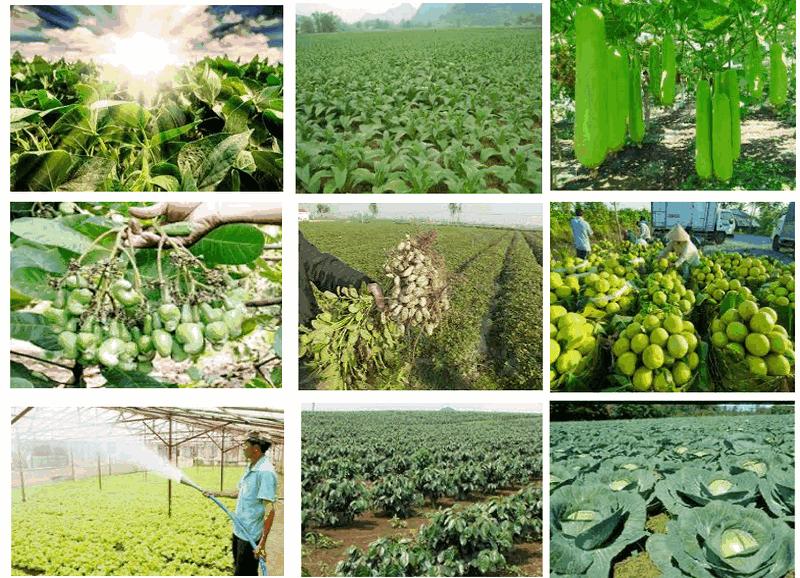 Quantum Light: Vi sinh Vật giúp Tăng năng suất cây trồng