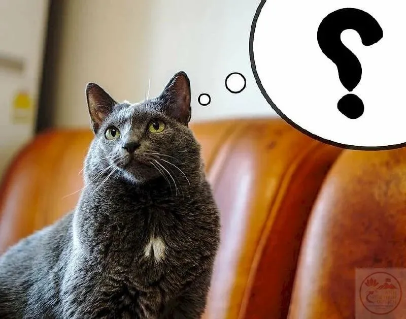 Meme Chấm Hỏi: Biểu Tượng Của Sự Ngơ Ngác – Hiện Tượng Viral Khó Cưỡng Trên Mạng Xã Hội