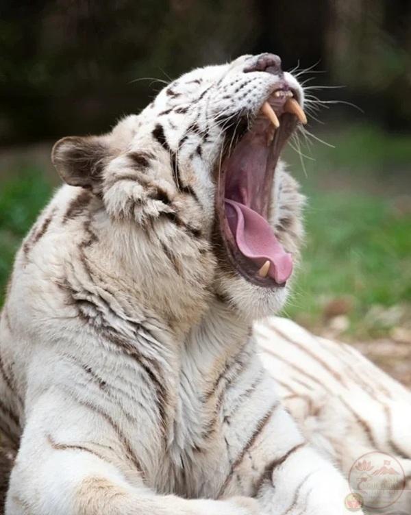 Meme Há Mồm ? Tổng Hợp Ảnh Chế HÁ MIỆNG Hài Hước