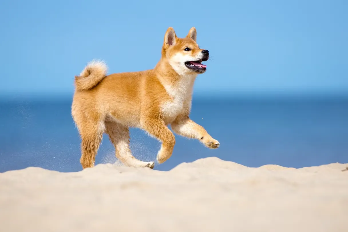 200+ ảnh Avatar và Meme Chó Shiba Inu từ cơ bắp khổng lồ tới cầm súng hài hước