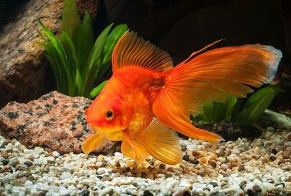 Bài thơ về con bướm