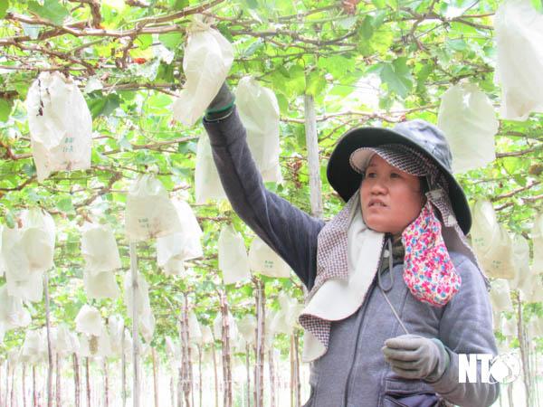 Không nên dùng bao chùm quả nho bằng túi nilon