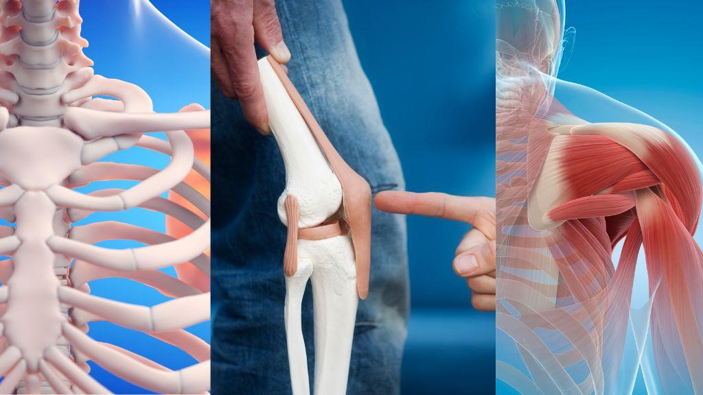 Hệ vận động và các bệnh lý liên quan bạn nên cẩn trọng