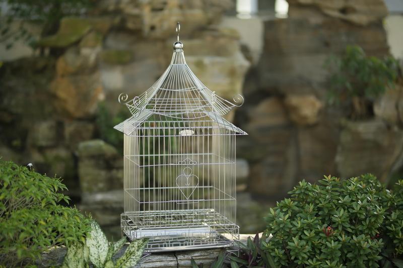 Cách nuôi chim chào mào hót hay cho người mới