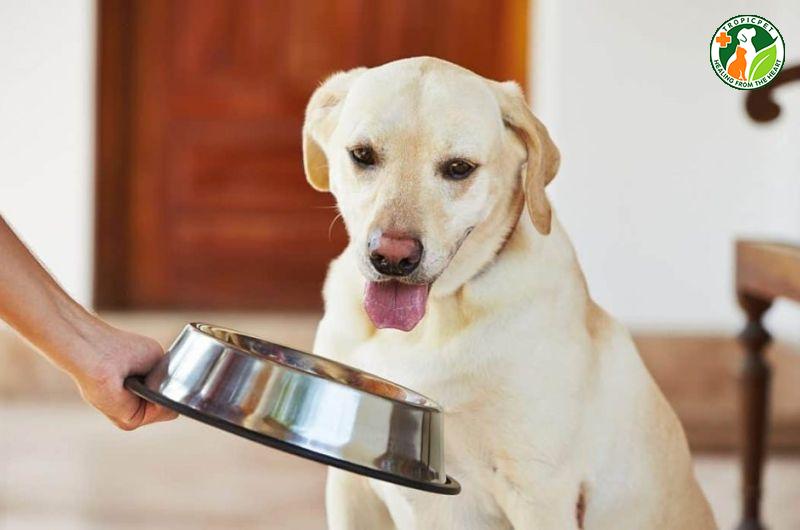 Vì sao chó lè lưỡi? Chó lè lưỡi có nguy hiểm hay không?