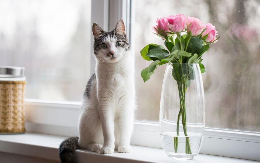 200+ tên mèo dễ thương khiến ai cũng phải tan chảy! (Cập nhập 2025)