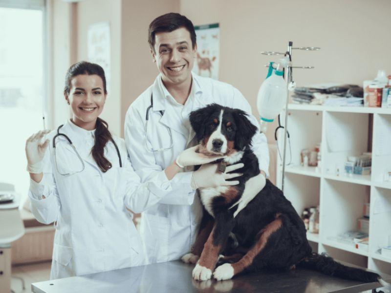 Học phí ngành Thú y từ xa | Trường Đại học Nông Lâm Thái Nguyên