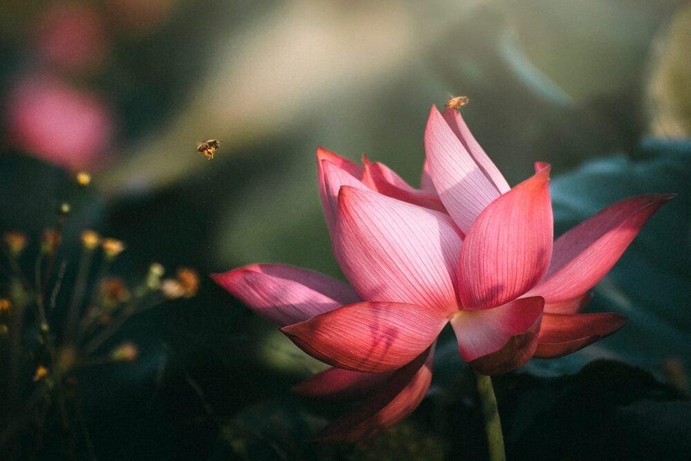 "Đức năng thắng số" - con đường chuyển hoá vận mệnh