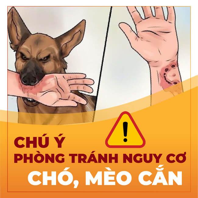 Bị chó thả rông tấn công, bé gái 5 tuổi may mắn được sơ cấp cứu kịp thời