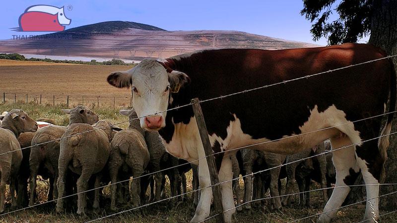 Giống gia súc gồm những con gì? Cách phân loại lớn, nhỏ