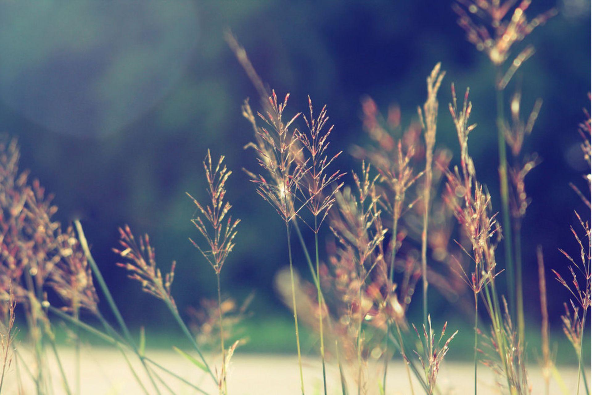 Ý Nghĩa Của Hoa Cỏ May