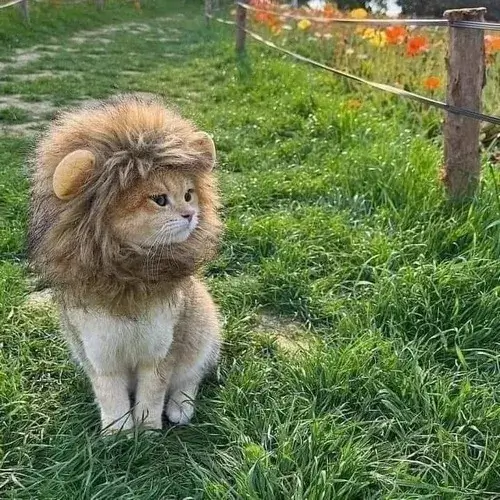 Top 160+ Ảnh Chế Meme Mèo Bựa cực hài lầy lội khiến dân mạng gọi là “trùm cà khịa”