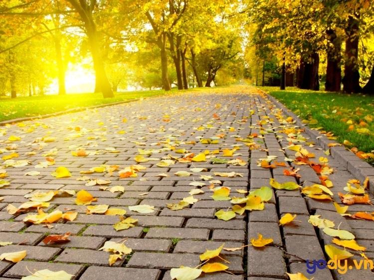 1000 hình ảnh mùa thu đẹp nhất, thơ mộng nhất, lãng mạn nhất