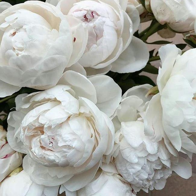 Ý nghĩa của hoa mẫu đơn trắng trong phong thủy