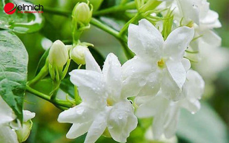 Hoa Nhài hợp mệnh gì? Tuổi gì? Kích thích vượng khí, may mắn