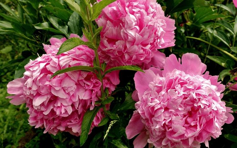 Hoa Mẫu Đơn Có Ý Nghĩa Gì? Theo Phong Thủy & Màu Sắc Loài Hoa